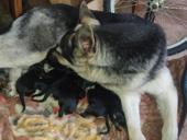 ЩЕНКИ ОВЧАРКИ .