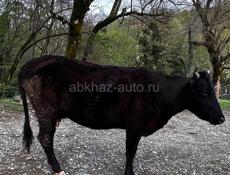 Продается дойная корова.