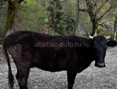 Продается дойная корова.