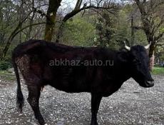 Продается дойная корова.