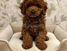 ЩЕНКИ ТОЙ ПУДЕЛЬ 