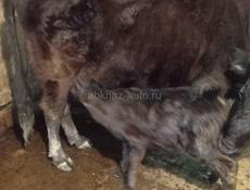 Корова с теленком