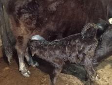 Корова с теленком