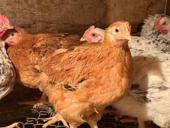 Цыплята 