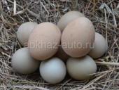 Домашние яйца