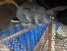 Продам крольчат породы серый великан