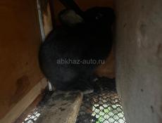 Продам крольчат породы серый великан