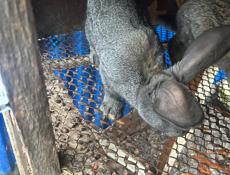 Продам крольчат породы серый великан