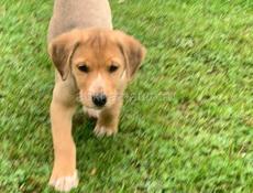 Продаётся щенок Русской гончей