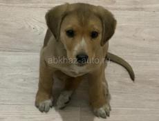 Продаётся щенок Русской гончей