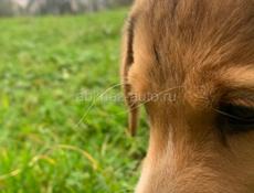 Продаётся щенок Русской гончей