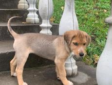 Продаётся щенок Русской гончей