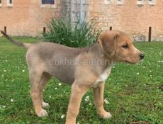 Продаётся щенок Русской гончей