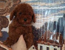 Пудели и мальтипу