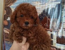 Пудели и мальтипу