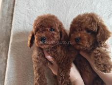 Пудели и мальтипу