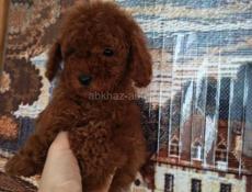 Пудели и мальтипу