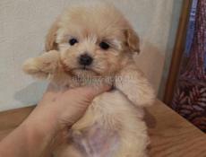 Пудели и мальтипу