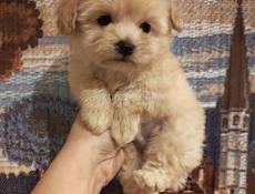 Пудели и мальтипу