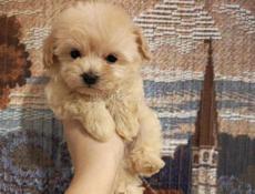 Пудели и мальтипу