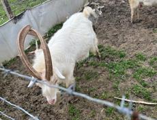 Козел   кг 45 