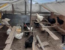 Продаются куры 