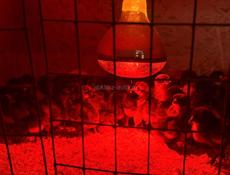 Продаются цыплята породы Джерский гигант 