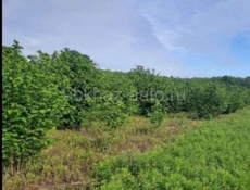 ЗЕМЕЛЬНЫЙ УЧАСТОК С ФУНДАМЕНТОМ И ОРЕХОВЫМ САДОМ