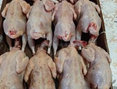 Продаются перепёлки 