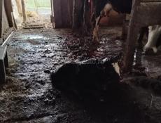 Продам телочку