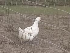 Утки срочно 