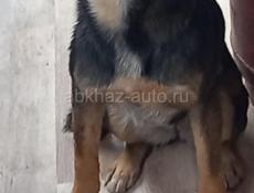 В добрые руки❗️