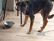 В добрые руки❗️