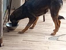 В добрые руки❗️