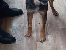 В добрые руки❗️