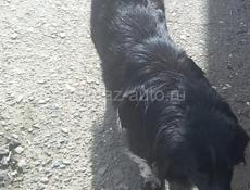 В добрые руки❗️