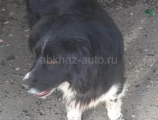 В добрые руки❗️