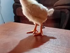 Продаются цыплята доставка от 100шт до понедельника 200р после 250р все по телефону