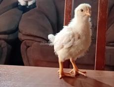 Продаются цыплята доставка от 100шт до понедельника 200р после 250р все по телефону