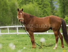 Звонить только на вотсап