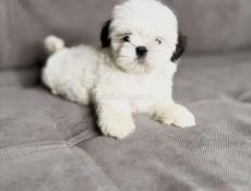 ЩЕНКИ ШИ ТЦУ