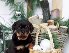 Щенки ротвейлера