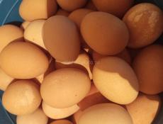 Яйца цесарки 