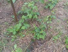 Саженцы ежевики