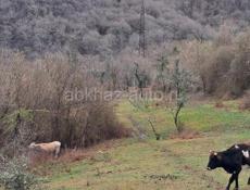 Бзыбь ущелье 3км