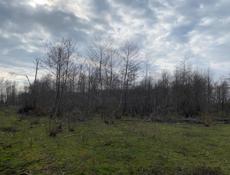 Гудаута золотой берег 