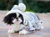 Японский хин