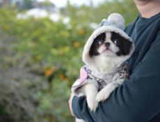 Японский хин