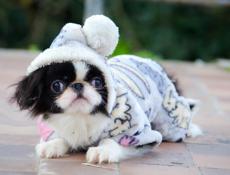 Японский хин