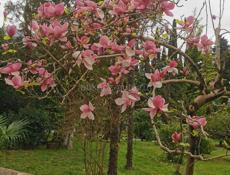 Кастелянша